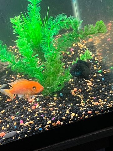 African Cichlids