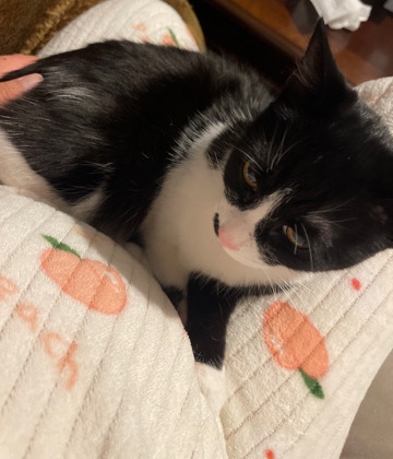 British Shorthair – Female