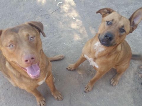 Labrador Retriever – lab mixes