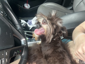Miniature Schnauzer – Mini Chocolate Schnauzer – Philadelphia