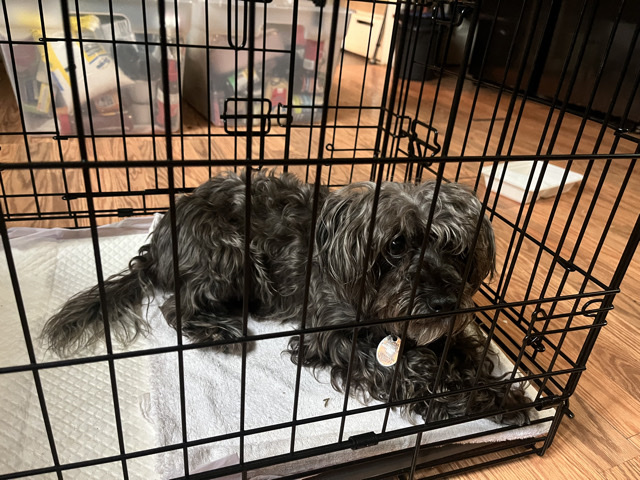 Yorkshire Terrier – Rehoming Princess – Loving, Trained Dog – Atlantic City