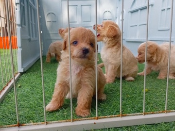 Maltipoo - Maltipoo  available for adoption in Dubai