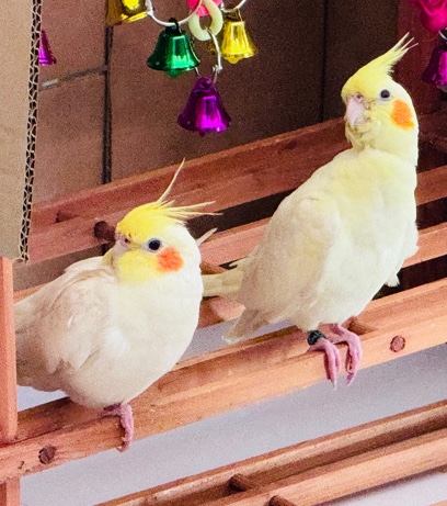 2 Cockatiels (Male & Female)