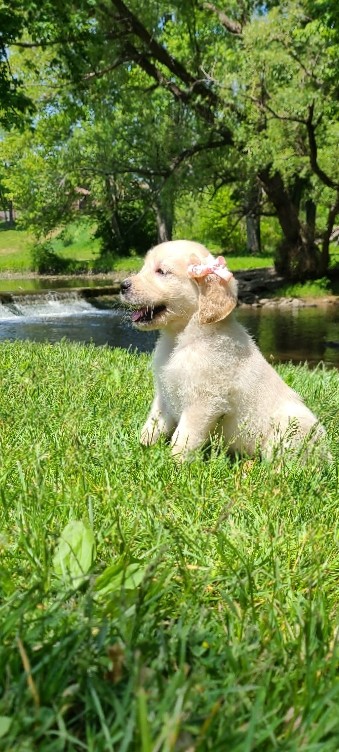 Golden Retriever – Golden Retrievers