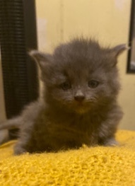 kittens for sale !!