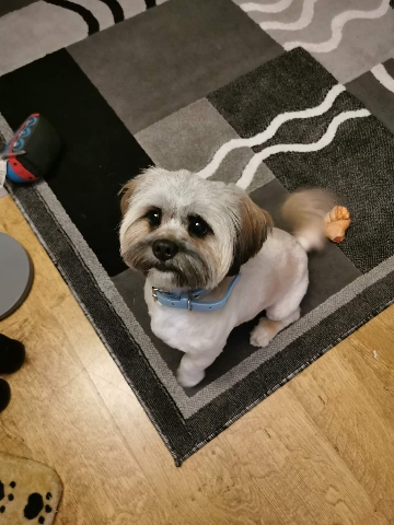 Lhasa Apso – lhasa apso male for removing
