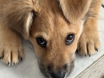 German Shepherd – German Shepherd mix puppy – San Diego