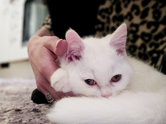British Shorthair – Aufgepasst! Sehr dringend! Der letzte BKH- – Mannheim