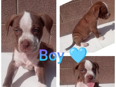 All - XL pitbulls available for adoption in Phoenix