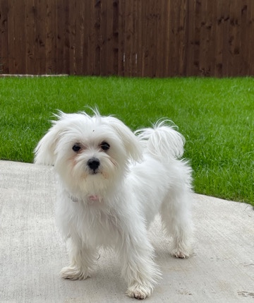 Female Morkie puppy
