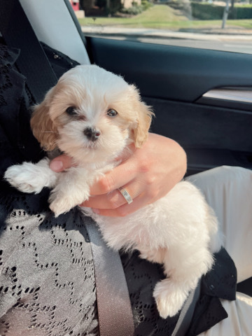Shih Tzu – Sweet Cooper