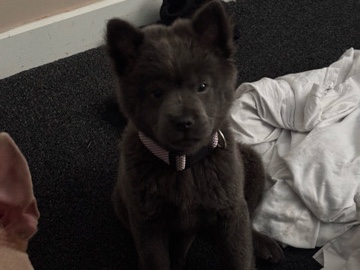 Chow Chow – 14 week old puppy – Glenrothes
