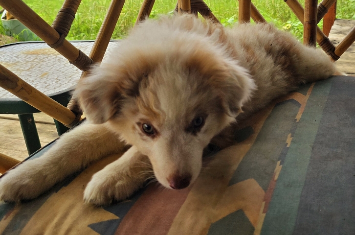 Australian Shepherd – AKC Australian Shepherd Puppies Red-Merle Female
