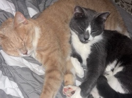 Rehoming 2 boy cats – North Chesterfield