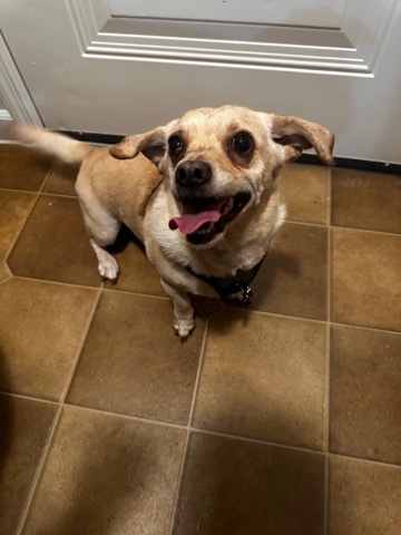 Chihuahua – Rehoming Buddy