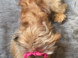 Yorkie Poo – puppy – Beloit