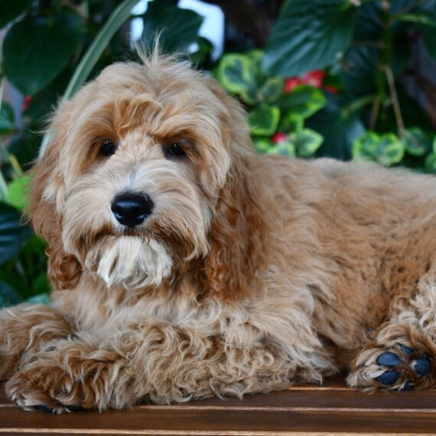 American Cocker Spaniel – cockapoo ready for an adoption