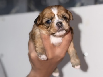 Mal-Shi – PUPPY – Dubai
