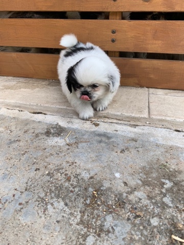 Shih Tzu – Shih tzu puppy
