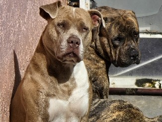 American Bulldog – Cachorros American Bully XL – Miami