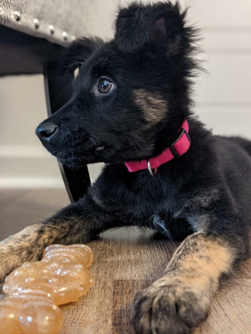 German Shepherd – Sweetest Pup for Sale!