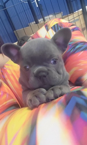 French Bulldog – selling frenchie