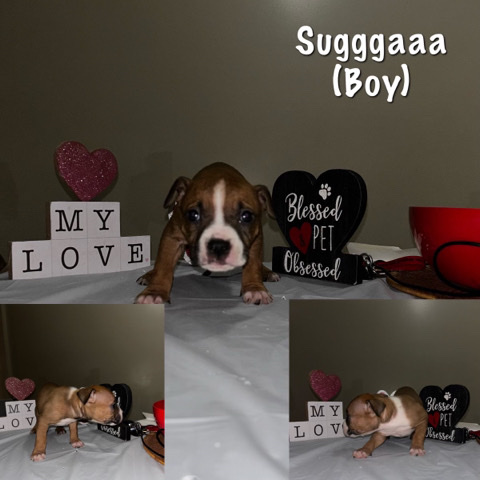American Bulldog – 8 week old bullies for sale