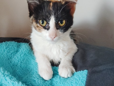 American Shorthair – perrywinkle – North Las Vegas