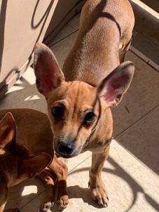 Chihuahua – Needs a new home ASAP.