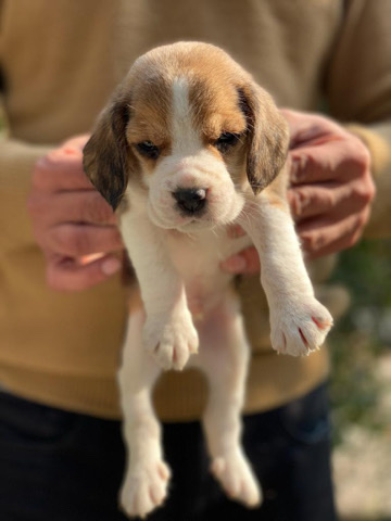 Beagle – beagle on sale