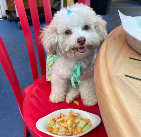 Poodle – Female Toy Poodle