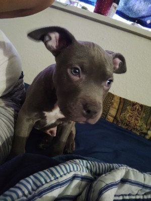 American Pit Bull Terrier – Blue pitbull puppies for sale – Aurora