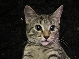 American Shorthair – rehome – Springfield