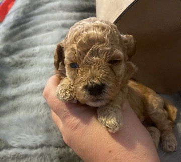 Poodle – poochon girl pup