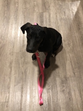 Plott Hound – Jasper