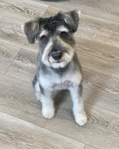 Miniature Schnauzer – Mini Schnauzer male