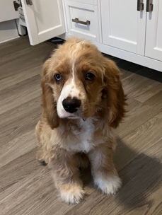 English Cocker Spaniel – Very cute and friendly dog for sale !