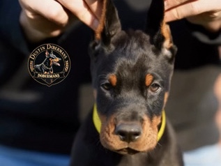 Doberman Pinscher – Doberman Puppies – Toledo