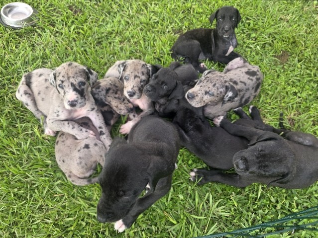 great dane puppies 