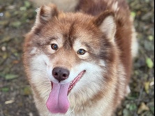 Siberian Husky – fox/foxy – Louisville