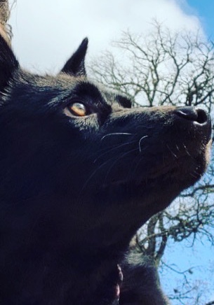 Lancashire Heeler – good dog