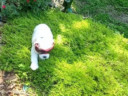 Mixed Breed – maltipoo mixt bichon – Jefferson City