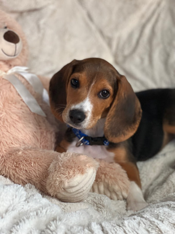 Beagle β Bagel the Beagle!