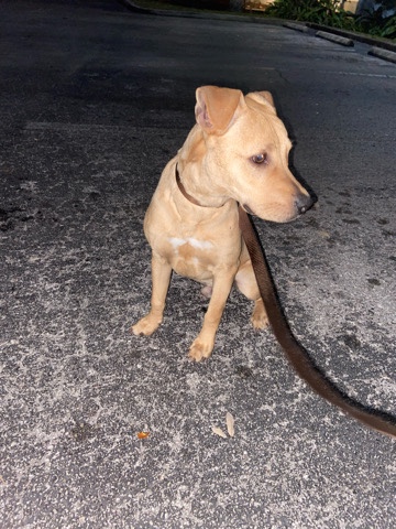 Labrador Retriever – Needs a good home
