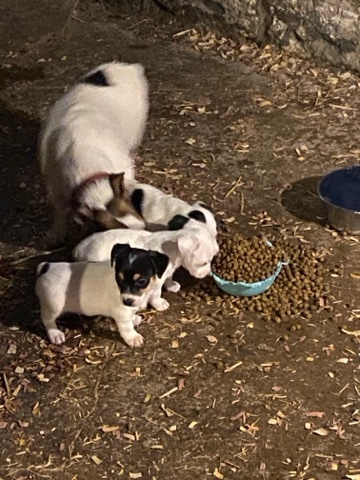 Jack Russell Terrier – Jack Russell terrier’s $400