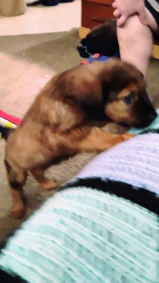 Malinois/Lab mix puppies – Portland