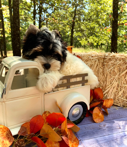 Yorkshire Terrier – Yorkshire Terrier Male Puppy