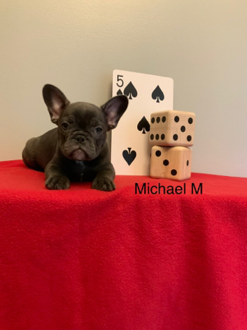 French Bulldog – French bulldog! DNA papers!