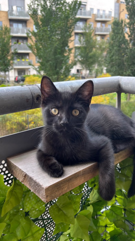 Bengal – Bengal x Turkish Angora