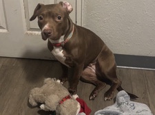 American Pit Bull Terrier – Pittbull – Kingsport
